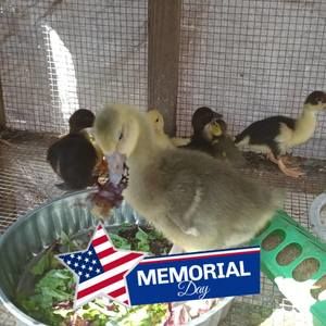 Meet your Posher, Alberta elaine